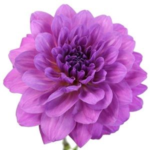 Meet your Posher, Shonda